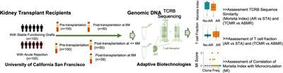 Perturbations of the T-cell immune repertoire in kidney transplant rejection